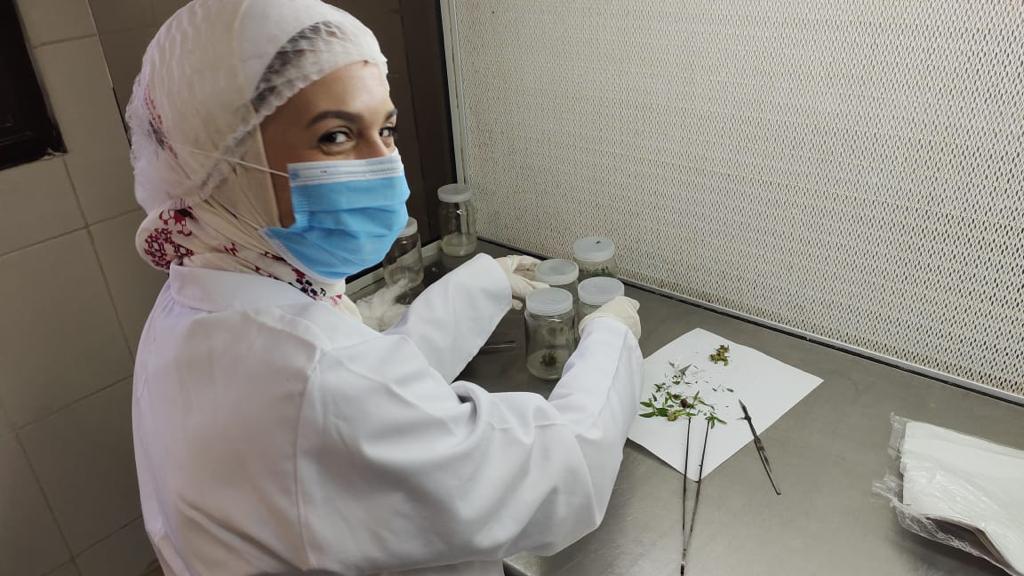 Plant tissue culture 11